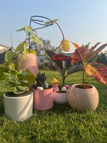 Set of 5 lucky feng shui plants